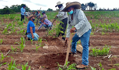 Plantará la Segunda Jornada Nacional de Siembra en Morelos más de cinco millones de árboles