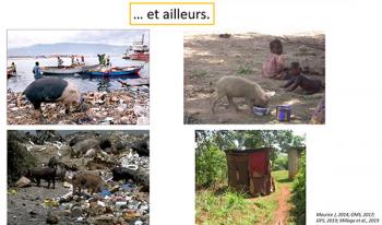 Disminuye el número de mexicanos con cisticercosis