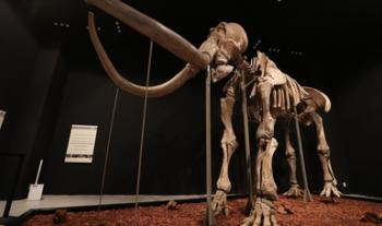 El “Mamut de Ecatepec” llega a Toluca para exhibirse en el Museo de Antropología e Historia
