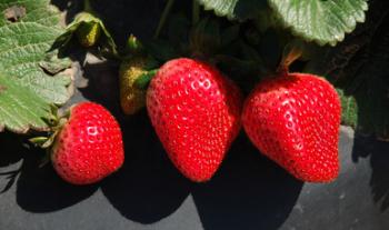 Deja comercialización de frutillas derrama económica por más de nueve mil millones de pesos en Baja California