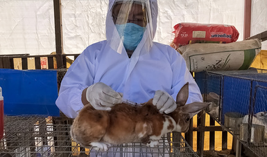 Más de 390 mil conejos vacunados contra enfermedad viral: Agricultura