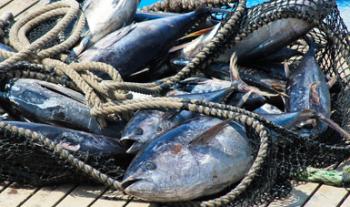 Establece Agricultura periodos de veda temporal 2021 para la pesca comercial de especies de túnidos en el océano Pacífico