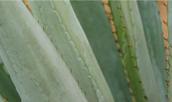 Secretaría de Economía resolverá la problemática generada en la certificación del Mezcal