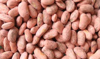 Reciben oficinas de Agricultura en Zacatecas solicitudes para adquirir semilla certificada de frijol