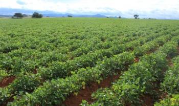 Apoyará Agricultura a los productores de Durango y Zacatecas con semilla certificada de frijol y grano apto para siembra