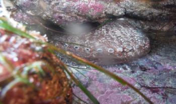 Inicia temporada de captura de abulón en la península de Baja California: Agricultura
