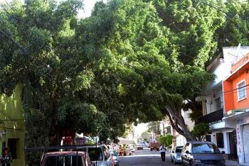 Árboles y plantas exóticas desplazan especies nativas, en urbes
