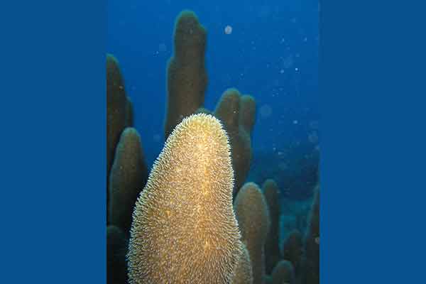 Buscan universitarios soluciones para preservar arrecifes de coral