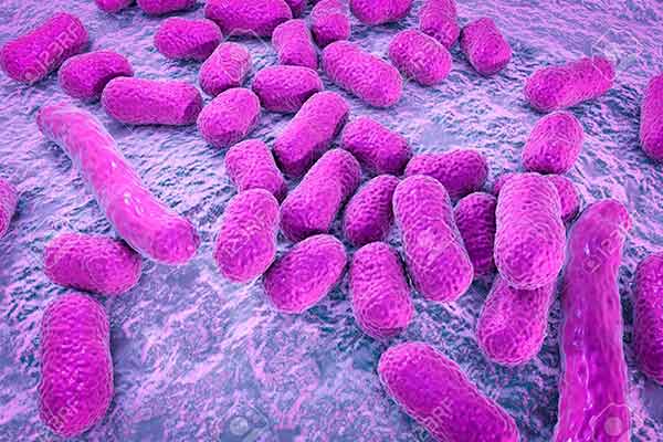 Bacteria que se creía exclusiva de hospitales, puede habitar otros nichos