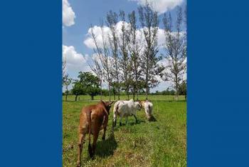 Adiós a metano en eructos de vacas, con moringa