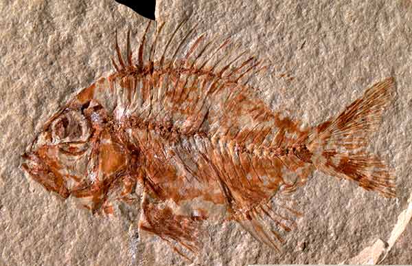 Hallan nueva especie de pez que vivió hace 95 millones de años