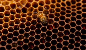 Contribuirá Estrategia Nacional para la Conservación y Uso Sustentable de Polinizadores a seguridad alimentaria del país