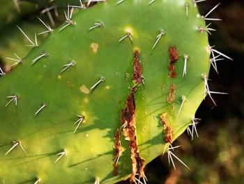 “Palomilla devora nopales” está cerca de México