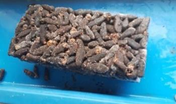 Autoridades federales aseguran más de una tonelada de productos pesqueros en Tijuana y Ensenada, Baja California