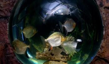 El Acuario Cecut recibirá nuevamente al público