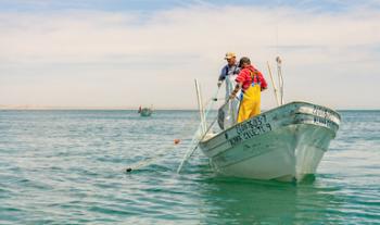 Anuncia Agricultura inicio de temporada de capturas de diversas especies marinas a partir del 1 de agosto