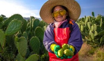 Crece producción de tuna en 2020, fruto para consumir esta temporada