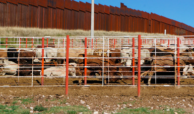 Entra en vigor acuerdo de movilización de ganado de alto registro entre México y Estados Unidos