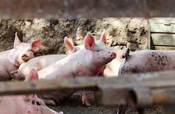 Reaparece la peste porcina africana