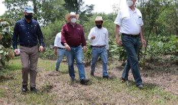 Impulsa Agricultura variedades mejoradas de caña de azúcar, más productivas y resistentes a plagas