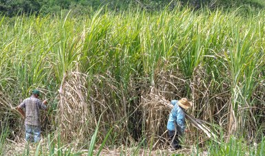 Concluye, con crecimiento, producción de caña y azúcar de la zafra 2020/2021: Agricultura