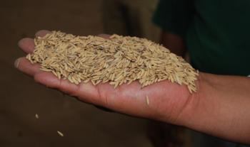Crecerá 15 por ciento la producción de arroz en el año comercial 2021: Agricultura