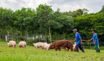 Apoyo a productores de pequeña y mediana escala, factor para fomentar al sector agroalimentario en contexto de pandemia: Agricultura