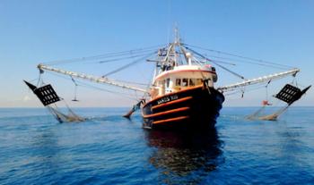 Anuncia Agricultura levantamiento de veda para la pesca de camarón en el océano Pacífico