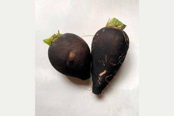 Tratan cálculos biliares a base de rábano negro