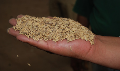Desarrolla INIFAP variedades de arroz resistentes a sequía, inundaciones y plagas