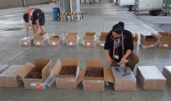 Es retenida más de media tonelada de pepino de mar seco, en Aeropuerto Internacional de Tijuana
