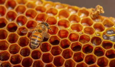 Brinda Agricultura asistencia técnica a más de cien unidades apícolas en el país para ampliar comercialización de miel