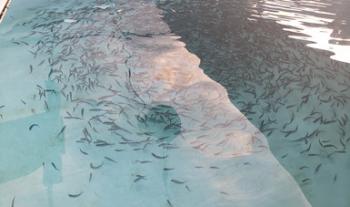 Promueve Agricultura crianza de peces en zonas áridas y semiáridas de México