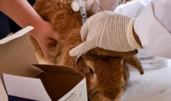 Concluye Agricultura emergencia sanitaria por enfermedad viral de los conejos