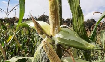 Desarrolla Colpos variedades mejoradas de maíz palomero para potenciar su cultivo y responder a la demanda comercial