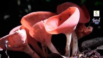 Uso de hongos en la industria, vital para la economía mundial