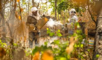 Producción para el Bienestar entrega apoyos directos a los 22 municipios de La Montaña; 282 por ciento más respecto a 2018