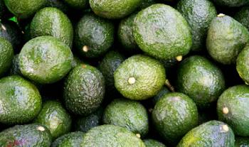 Autoriza Estados Unidos importación de aguacate Hass de Jalisco