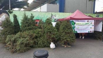 Se suma Iztapalapa al acopio y reciclaje de árboles de navidad