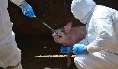 Complejo respiratorio, causa de mortandad de cerdos en rastro de Tepic: Agricultura