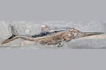 El tamaño y lo completo del fósil, lo más relevante del ictiosaurio encontrado en Inglaterra