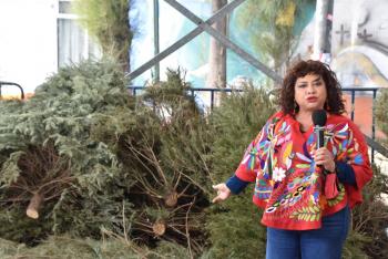 Recolectados, 5 mil 800 árboles de navidad en Iztapalapa; convoca Clara Brugada a duplicar esta cifra para convertirlos en composta