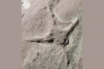 Descubren pisadas de aves, pterosaurios y dinosaurios en Coahuila