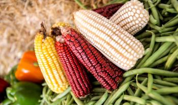 Creció 2.9% subsector agrícola de México, con más de 200 millones de toneladas: Agricultura