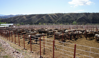 Revalida la Organización Mundial de Sanidad Animal el trabajo preventivo de México contra la enfermedad de las vacas locas