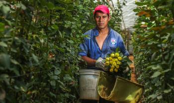 Lista la producción de flores ornamentales para atender demanda por el 14 de febrero