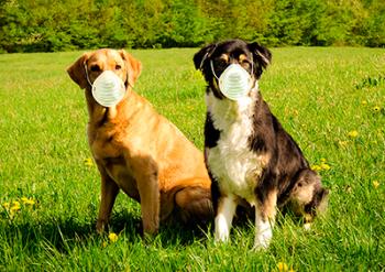 Animales, susceptibles a SARS-CoV-2