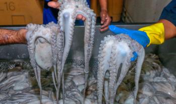 Publica Agricultura Plan de Manejo Pesquero de pulpo en Baja California, contribuye a prevenir sobreexplotación y daños al ecosistema