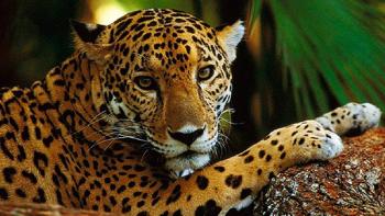 Preservar el ambiente evita que enfermedades emergentes recaigan en el ser humano