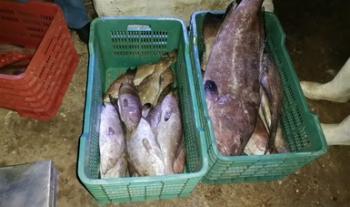 Aseguran Marina y Conapesca una embarcación con producto en veda en la costa de Yucatán
